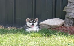 Pomsky dogs for sale: Sadie - Image 6