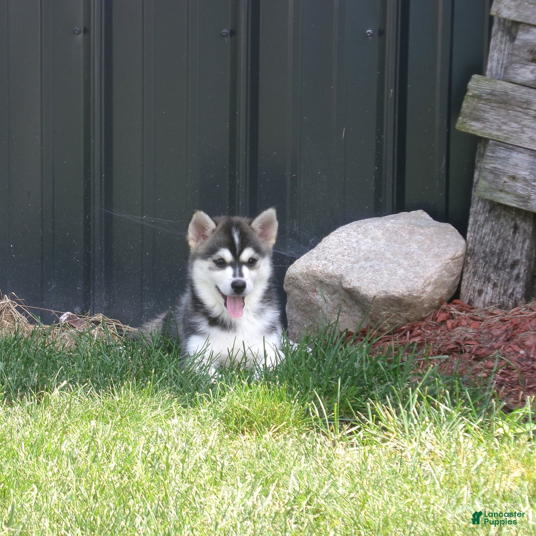 Pomsky dogs for sale: Sadie - Image 6
