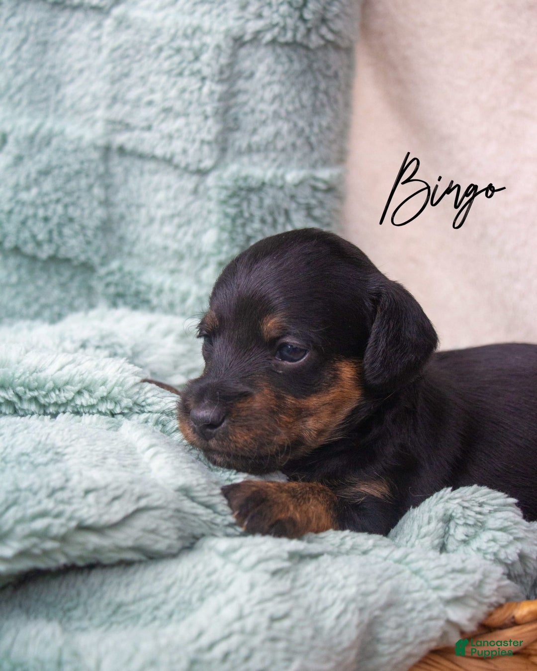 Doxiepoo dogs for sale: Bingo - Image 3