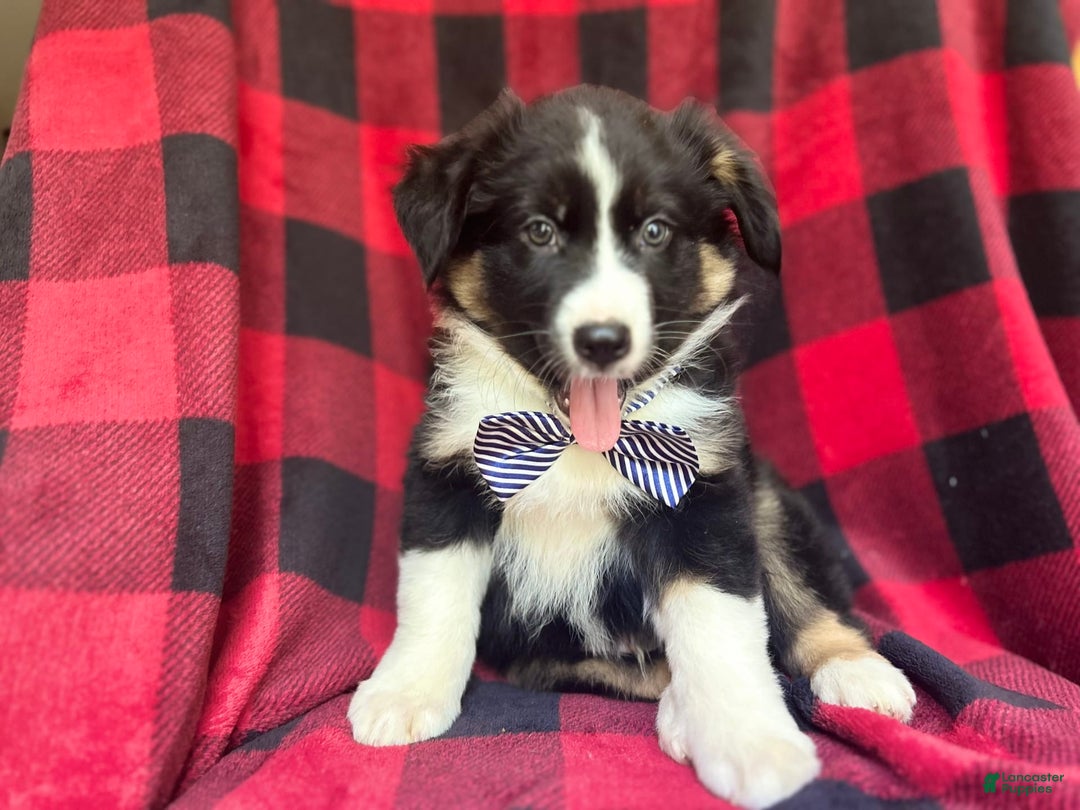 Miniature Australian Shepherd dogs for sale: Meatball - Image 5