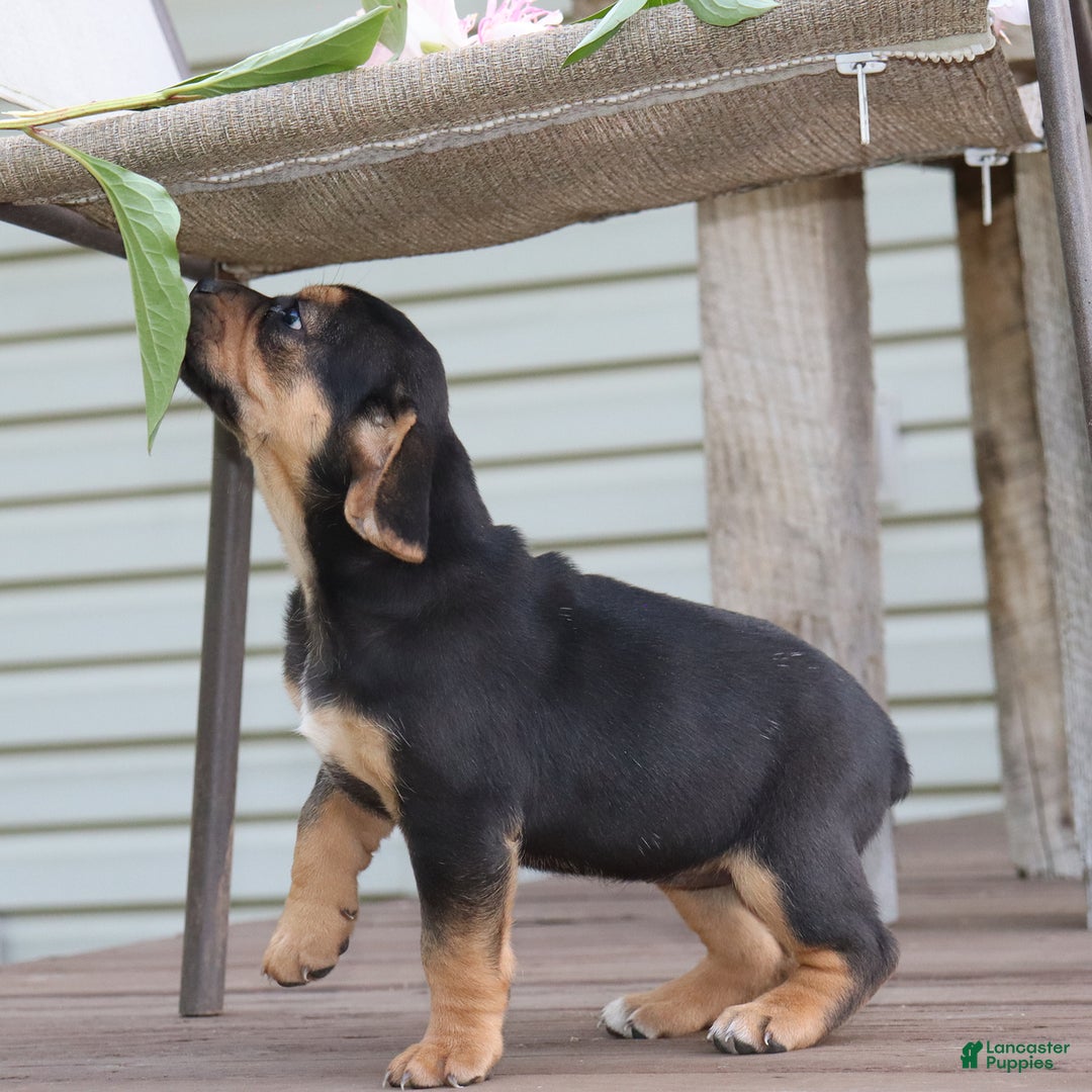Beabull dogs for sale: Hadley - Image 9