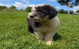 Old English Sheepdog dogs for sale: Flurry - Image 16
