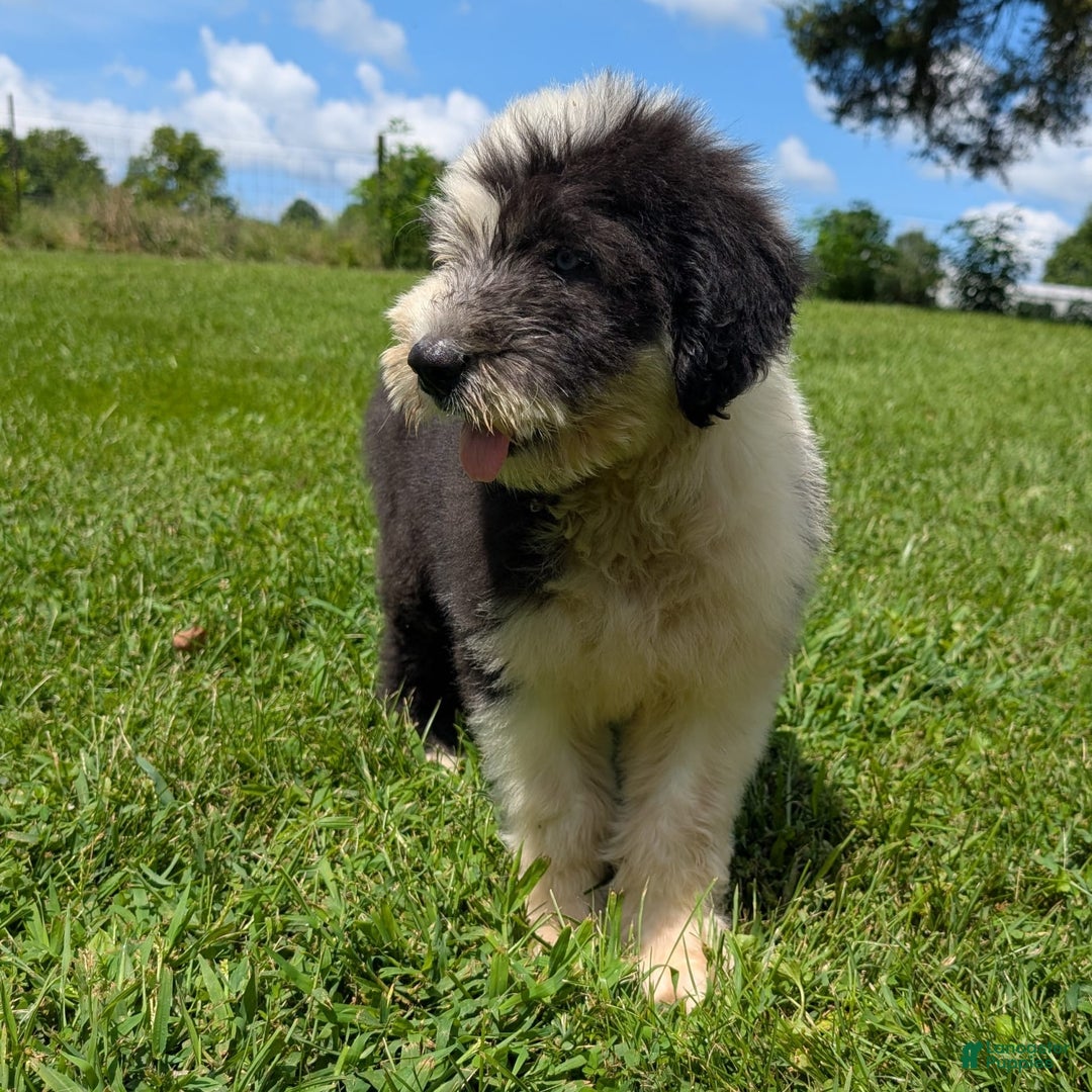 Old English Sheepdog dogs for sale: Flurry - Image 16