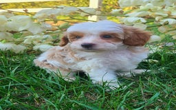 Cavapoo dogs for sale: Blue - Image 2