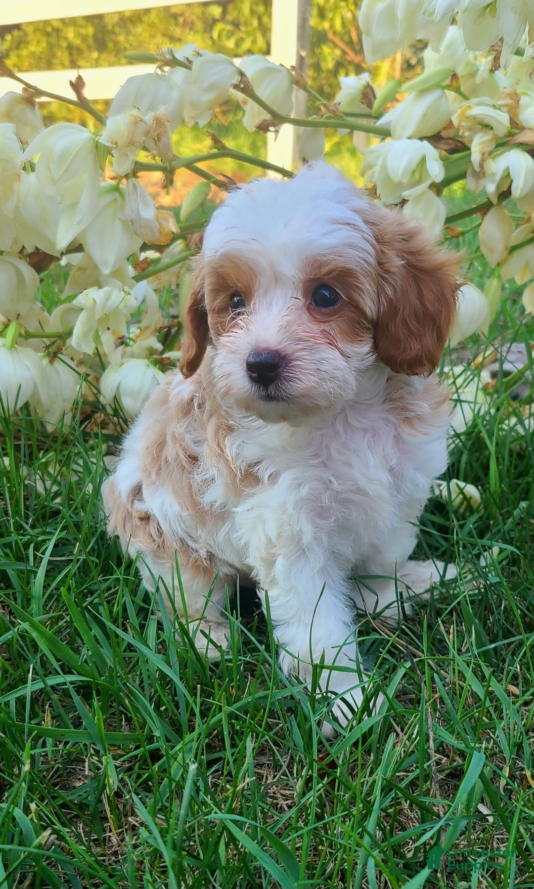 Cavapoo dogs for sale: Blue - Image 2