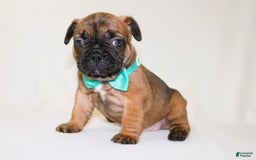 French Bulldog dogs for sale: Apollo Akc 🐾 - Image 21