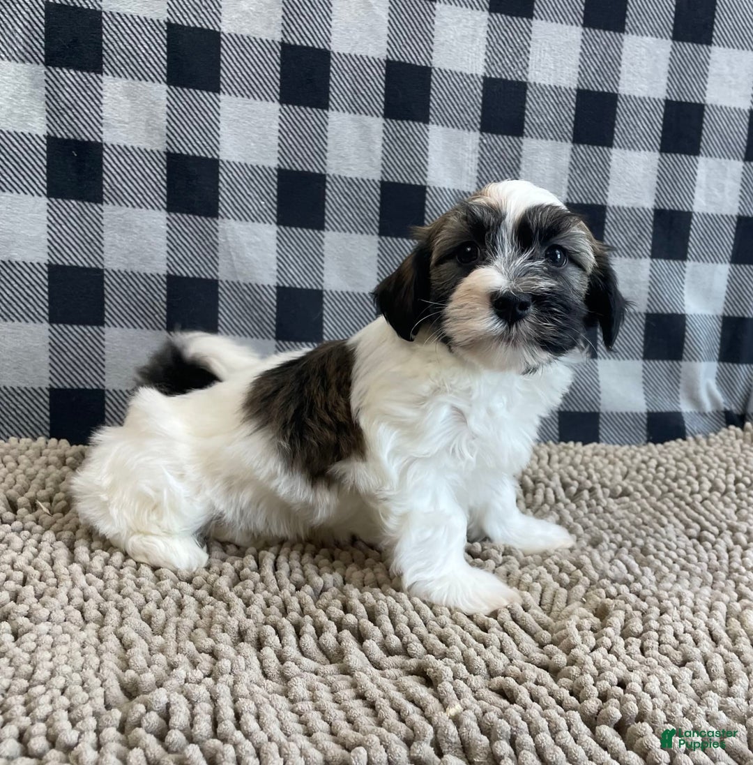 Havanese dogs for sale: Jesse - Image 6