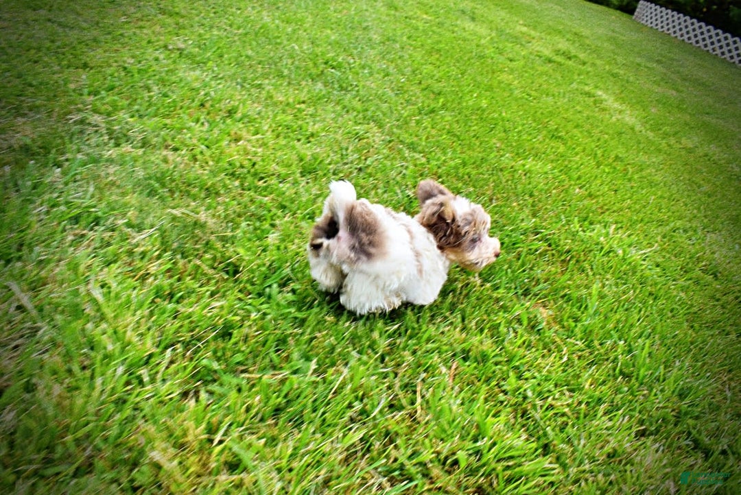 Havapoo dogs for sale: Daisy - Image 8
