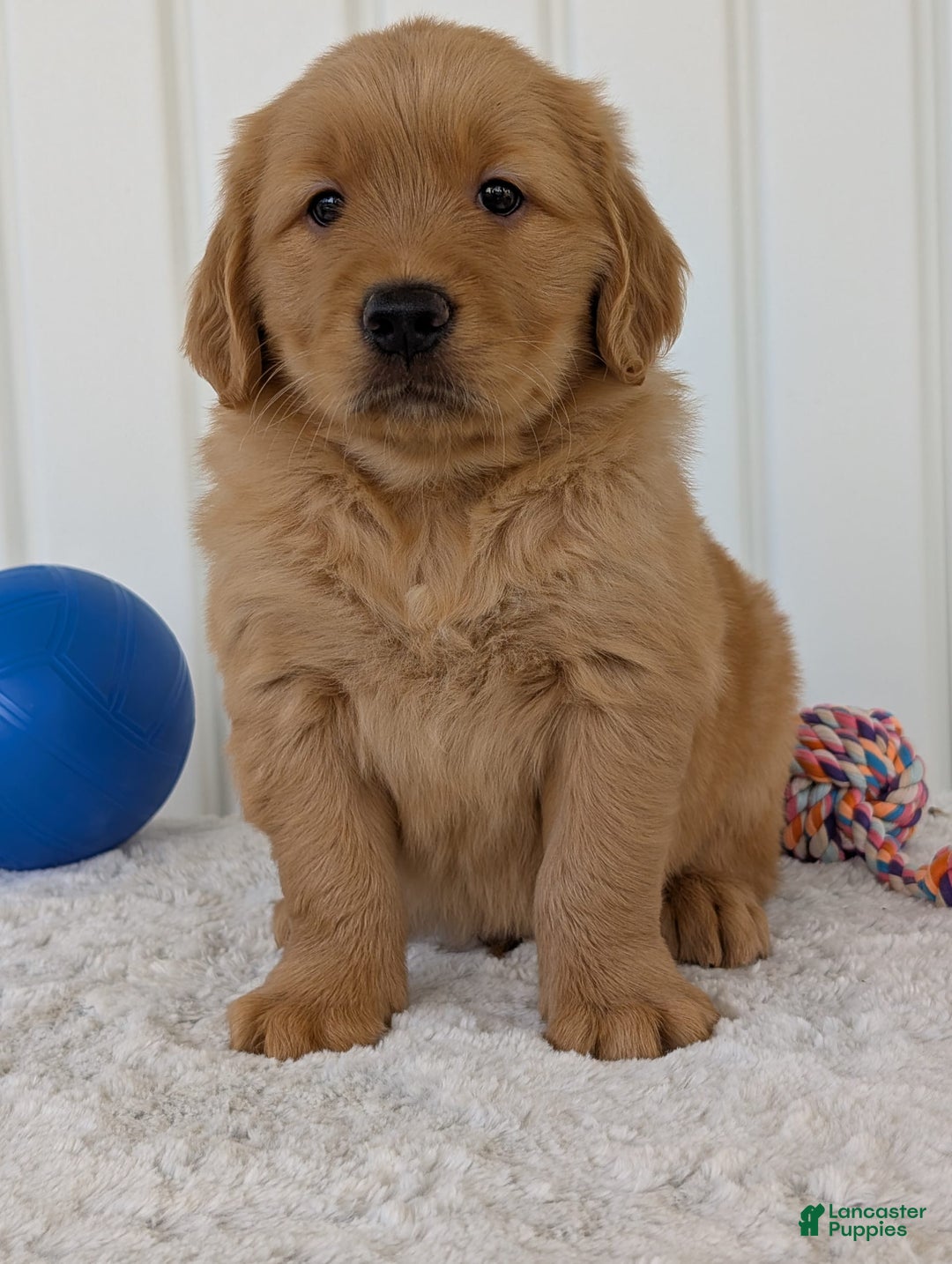 Golden Retriever dogs for sale: Brady - Image 14