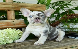 French Bulldog dogs for sale: Wiggles - Image 9