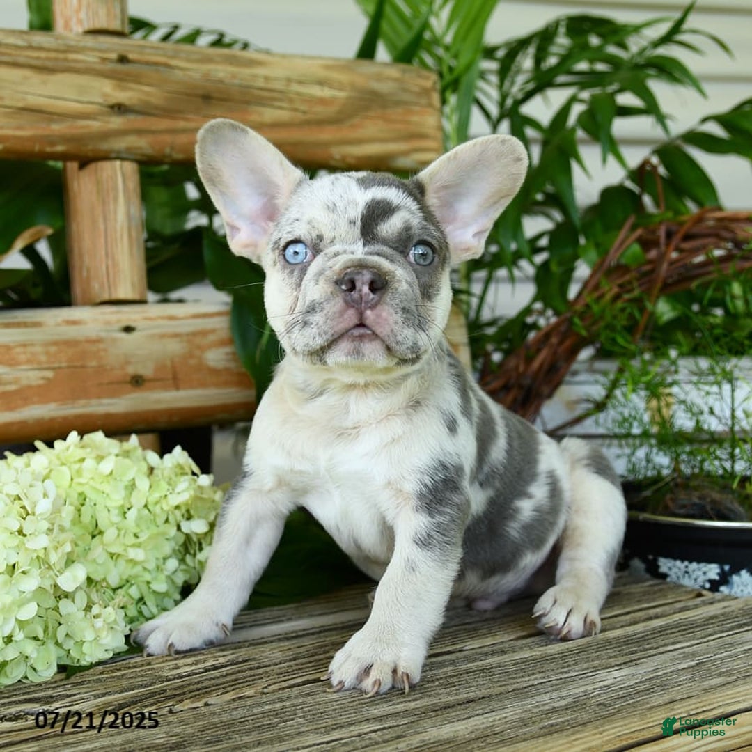 French Bulldog dogs for sale: Wiggles - Image 9