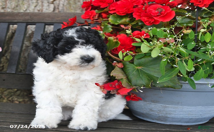 Mini Aussiedoodle dogs for sale - Ad 4