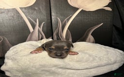 American Bully dogs for sale: Boots - Image 16