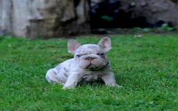 French Bulldog dogs for sale: Domenic - Image 4