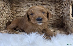 Goldendoodle dogs for sale: Regan - Image 9