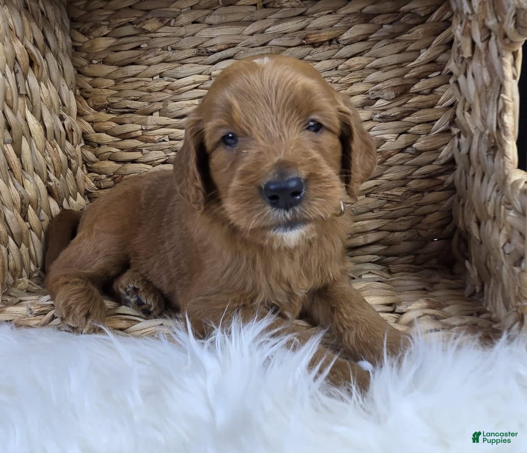 Goldendoodle dogs for sale: Regan - Image 9