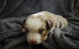 Miniature Australian Shepherd dogs for sale: August - Image 2