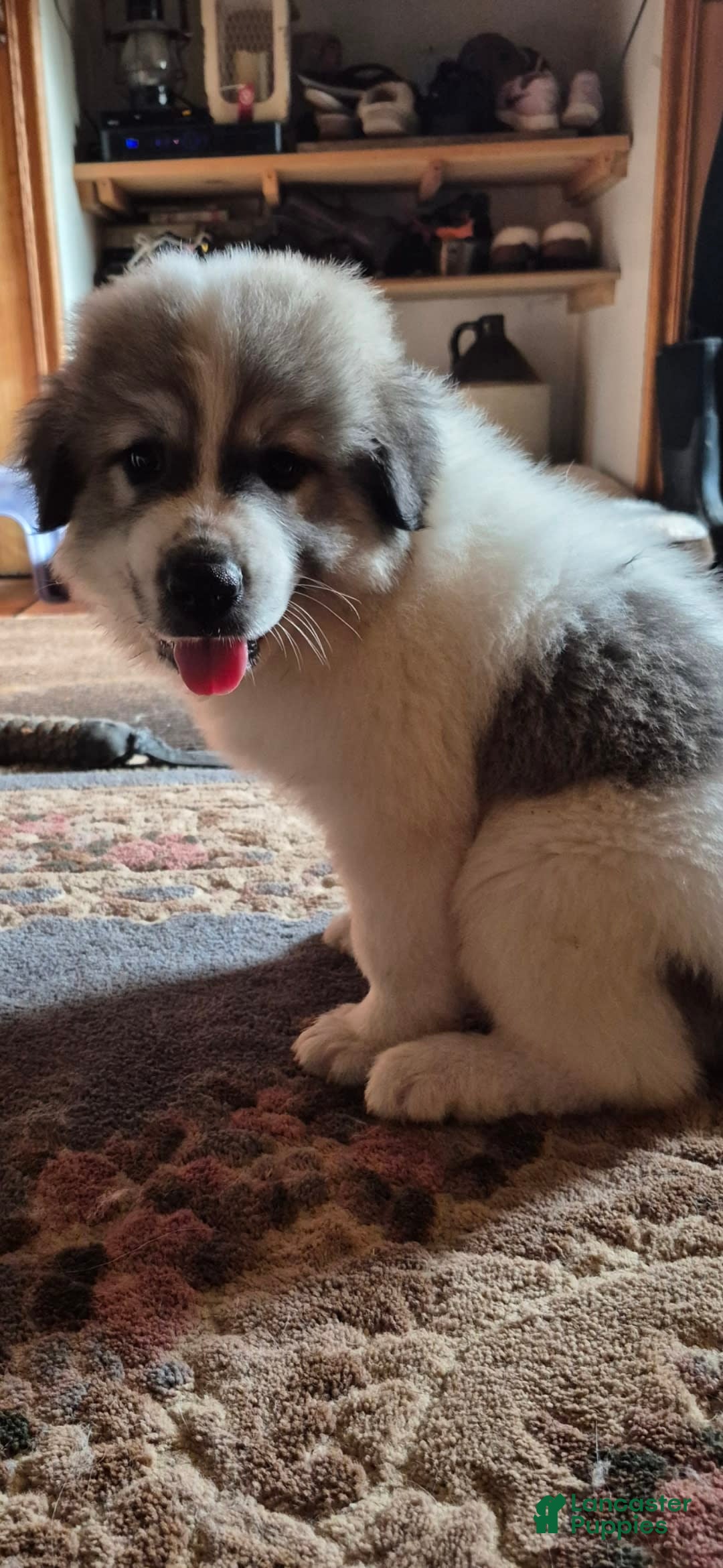 Great Pyrenees dogs for sale: Yellow - Image 8