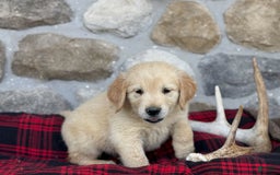 Golden Retriever dogs for sale: Sammy - Image 1