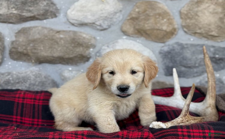 Golden Retriever dogs for sale - Ad 5