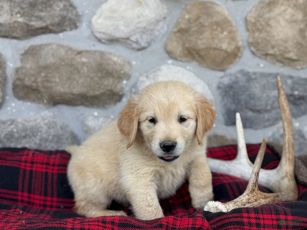 Golden Retriever dogs for sale: Sammy - Image 1