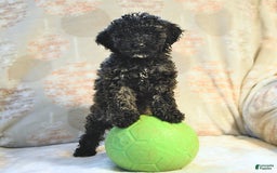 Miniature Poodle dogs for sale: Blizzard - Image 1