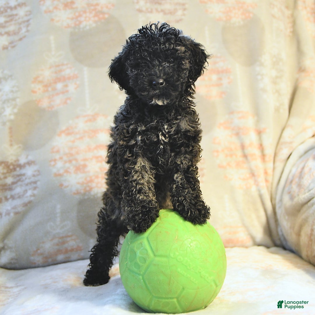 Miniature Poodle dogs for sale: Blizzard - Image 1