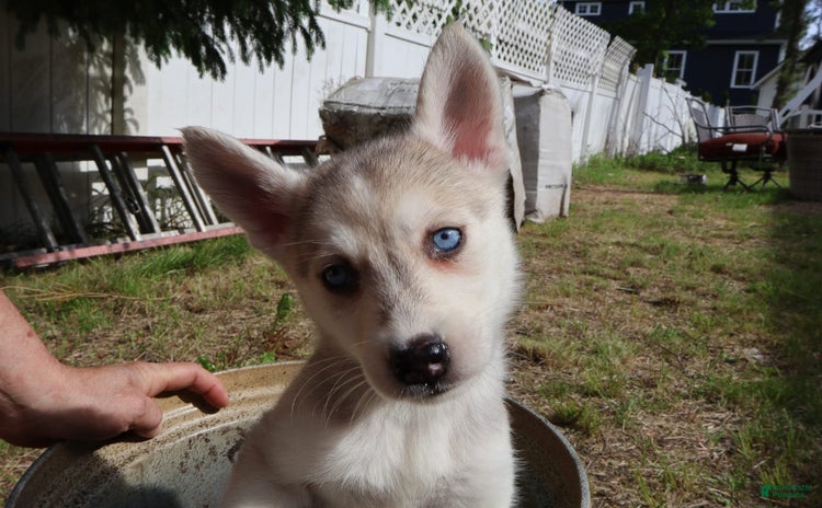 Gerberian Shepsky dogs for sale - Ad 5