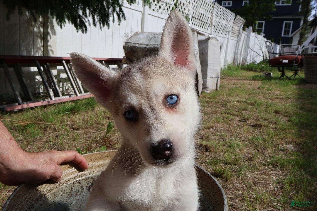 Gerberian Shepsky dogs for sale: Faye - Image 1