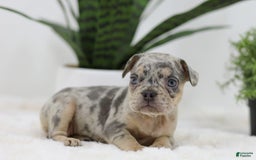 French Bulldog dogs for sale: French Bulldog 5 puppies - Image 28