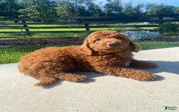 Mini Goldendoodle dogs for sale: Dane - Image 4