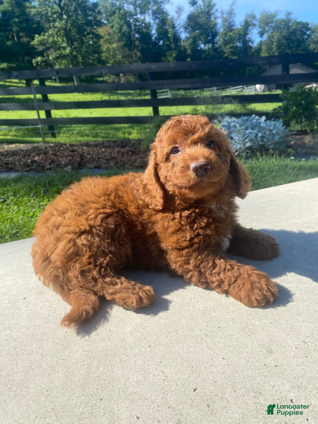 Mini Goldendoodle dogs for sale: Dane - Image 4
