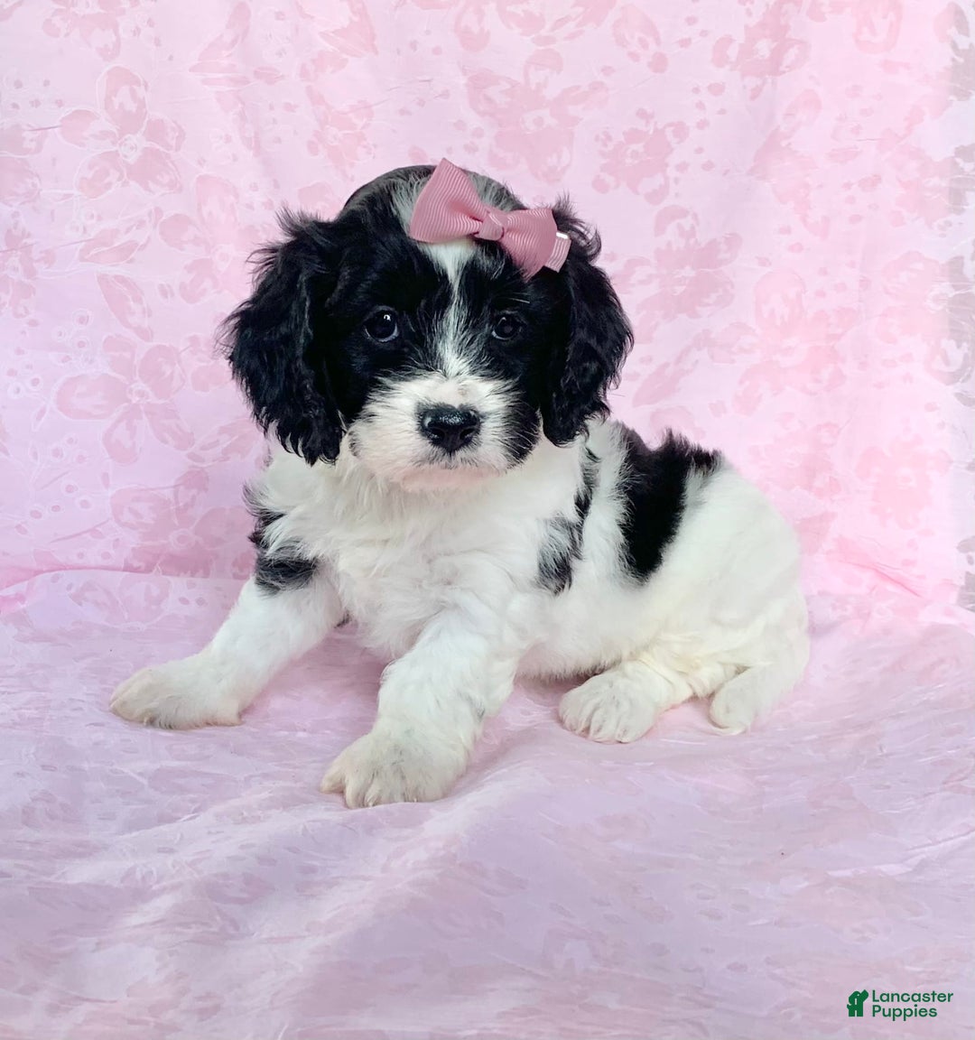 Cavachon dogs for sale: Carly - Image 3