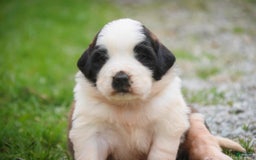 Saint Bernard dogs for sale: Madison - Image 9