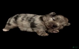 Pomeranian dogs for sale: Dotty - Image 1