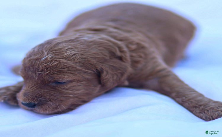 Goldendoodle dogs for sale - Ad 3