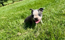 Boston Terrier dogs for sale: Lisa - Image 6