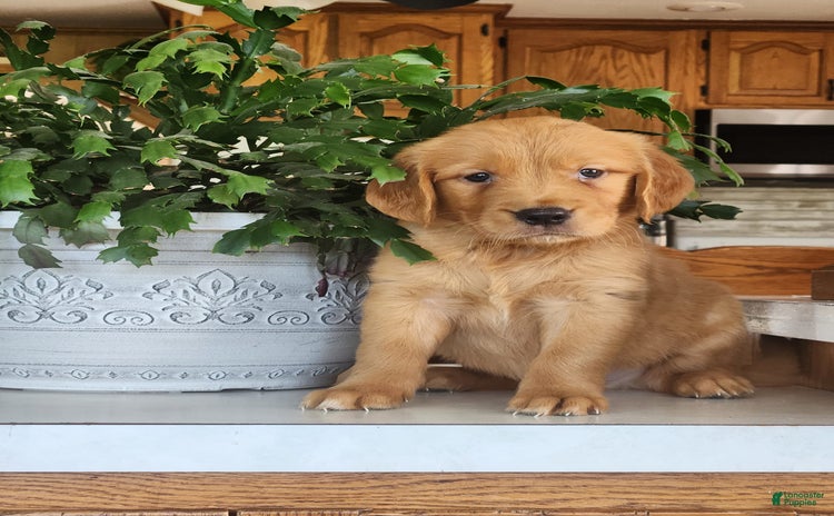 Golden Retriever dogs for sale - Ad 1