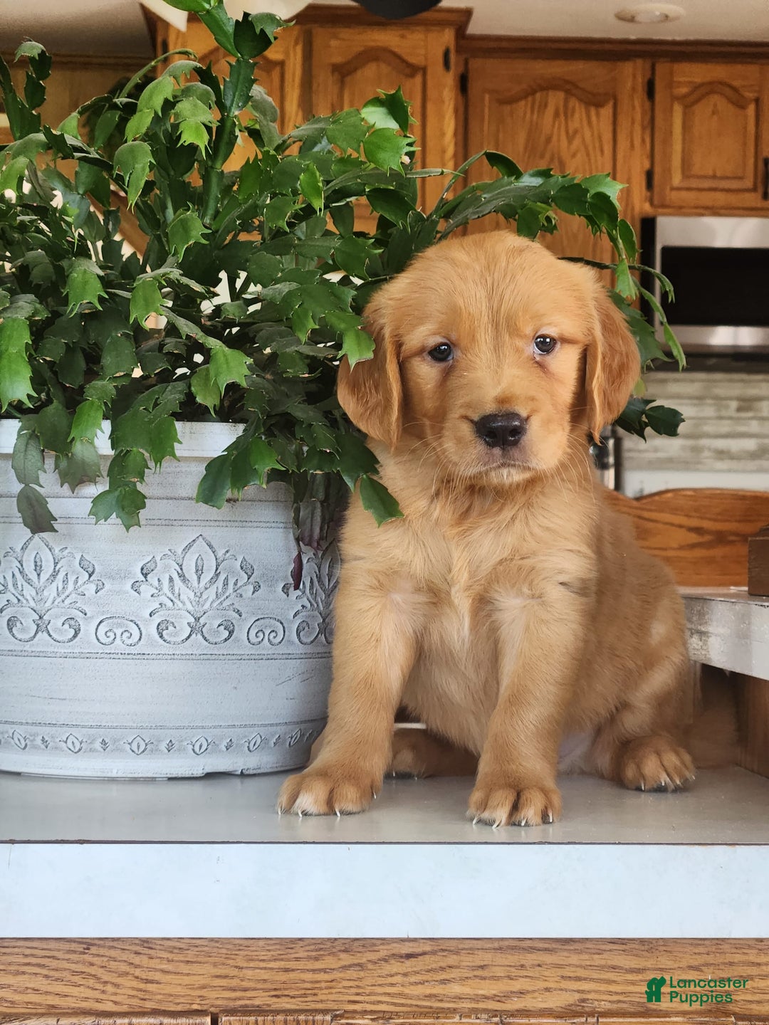 Golden Retriever dogs for sale: Dawn - Image 1