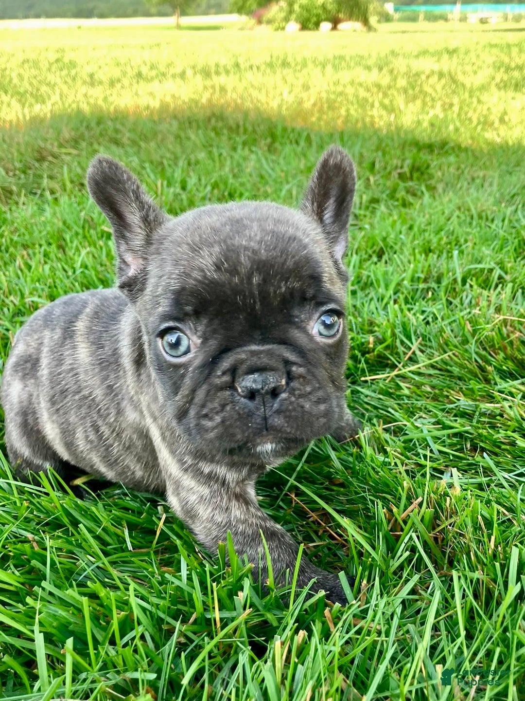 French Bulldog dogs for sale: Rocky - Image 4