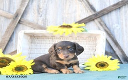 Dachshund dogs for sale: Chase - Image 2