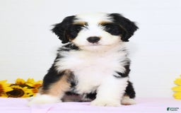 Mini Bernedoodle dogs for sale: Dawn - Image 1