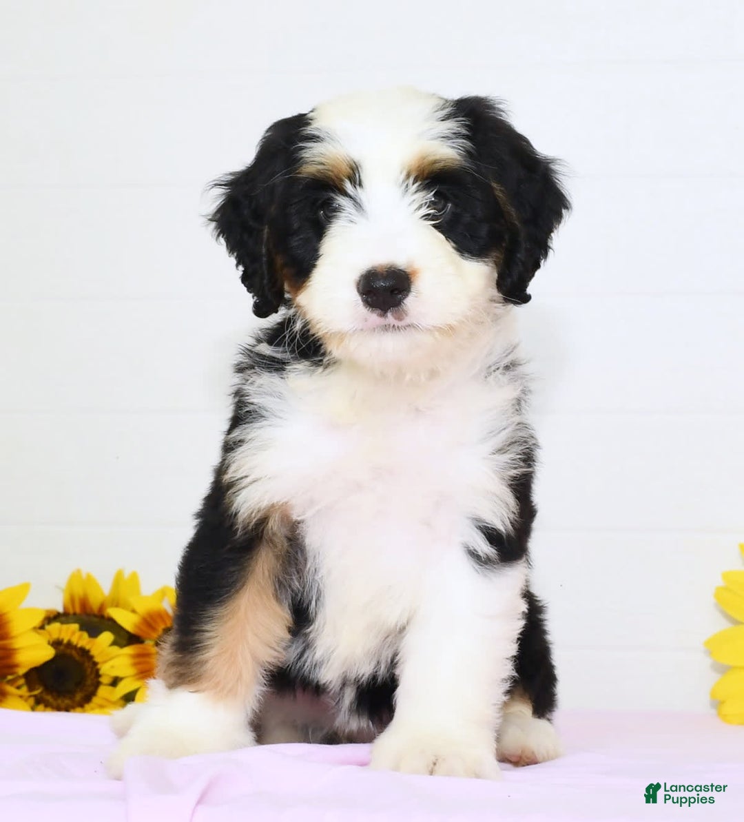 Mini Bernedoodle dogs for sale: Dawn - Image 1