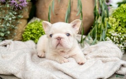 French Bulldog dogs for sale: Kingston - Image 3
