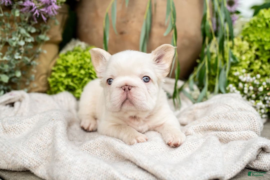 French Bulldog dogs for sale: Kingston - Image 3