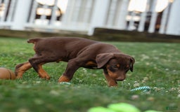 Doberman Pinscher dogs for sale: Dusty - Image 15