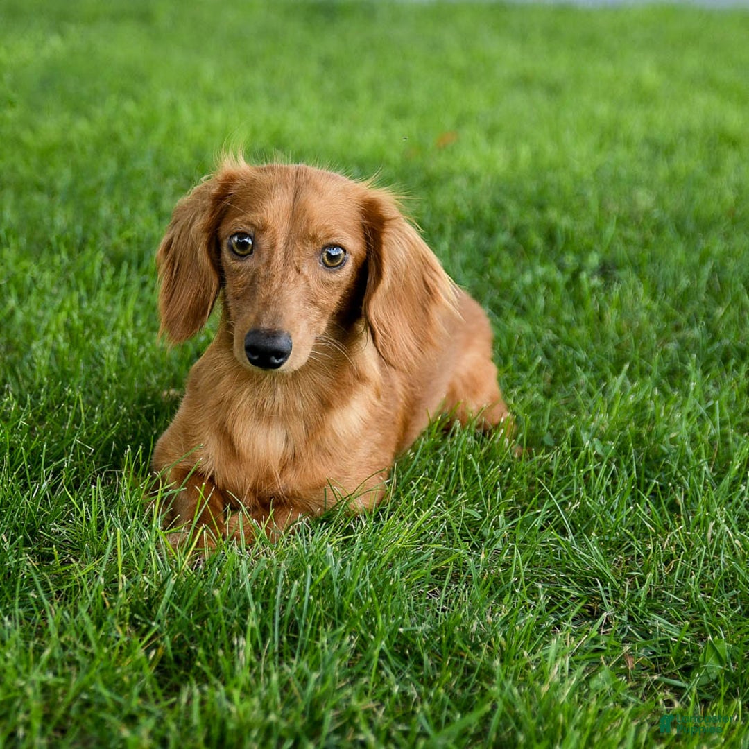 Miniature Dachshund dogs for sale: Firecracker - Image 11