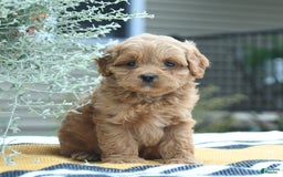Cockapoo dogs for sale: Karter - Image 3