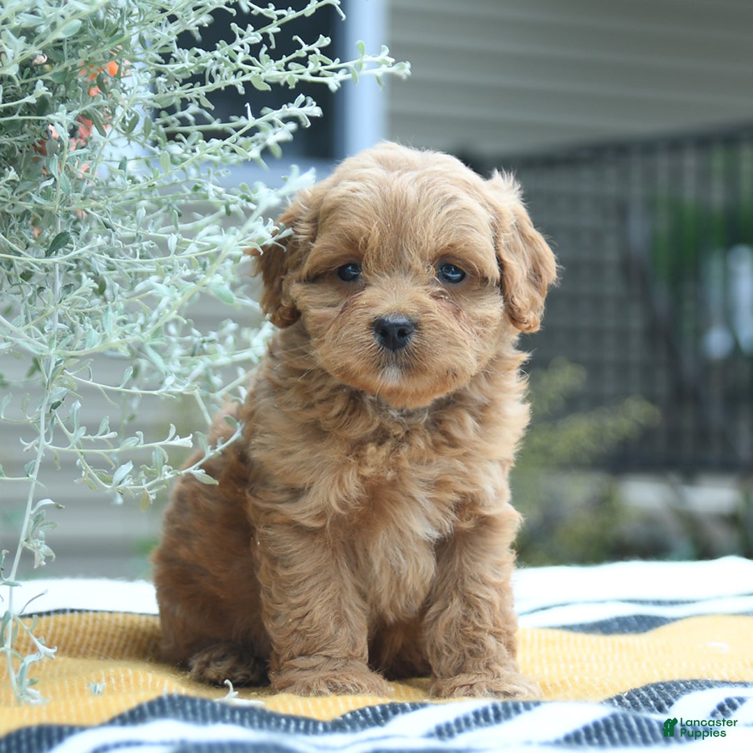 Cockapoo dogs for sale: Karter - Image 3