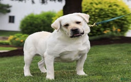 Labrador Retriever dogs for sale: Barbie - Image 7